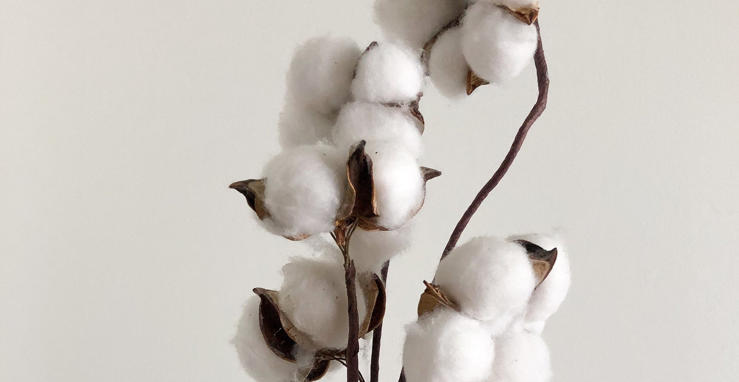 The Truth About Period Product Fibres: Wood Pulp, Bamboo, + Organic Cotton Explained